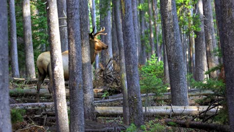 Wildlife photography