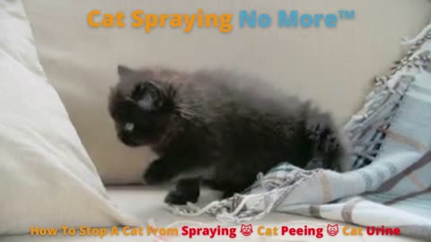 How To Stop A Cat From Spraying 😹 Cat Peeing 🙀 Cat Urine