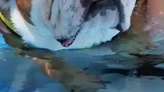 Bulldog thinks she's swimming