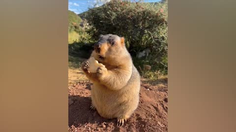 Groundhogs are so cute when they eat