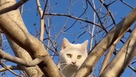 Why Cats cannot get down from trees on their own?