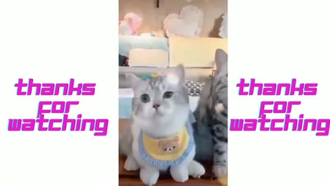 CUTE CAT VIDEOS