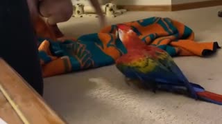 Parrot Screams During Peekaboo