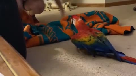 Parrot Screams During Peekaboo