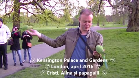 Friendly parrots - London - Kensington Palace and Gardens