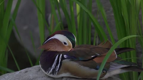 Mandarin duck rest