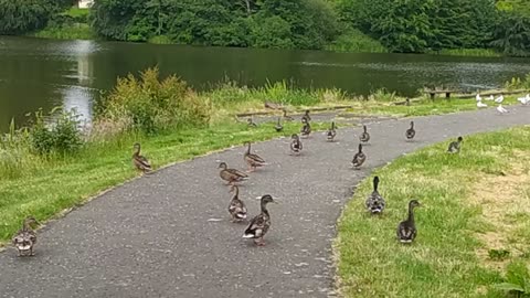 Ducks at the pond