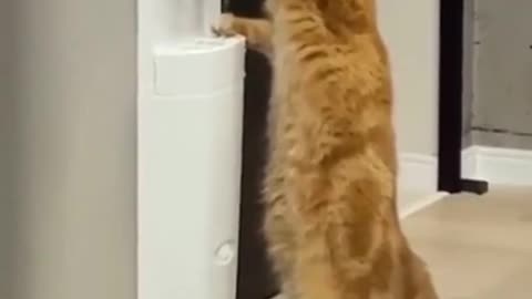 Smart Cat 😹 - Funny Cats Video