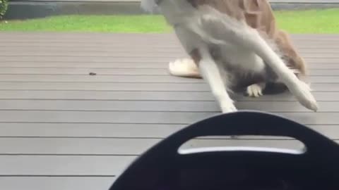 Dog Flips over to catch a tennis ball