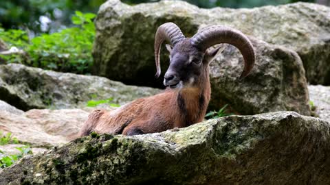 The Mouflon l Ovis Gmelini
