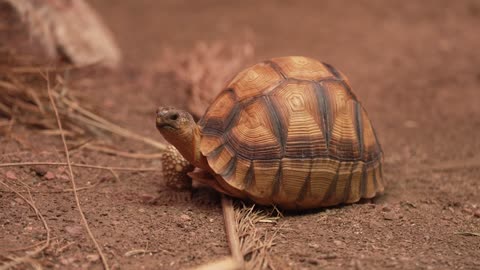 Three-legged tortoise rescued from smugglers now rolls around on deodorant-style prosthetic limb