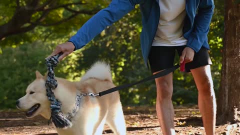 Amazing Dog Training & Discipline #shorts