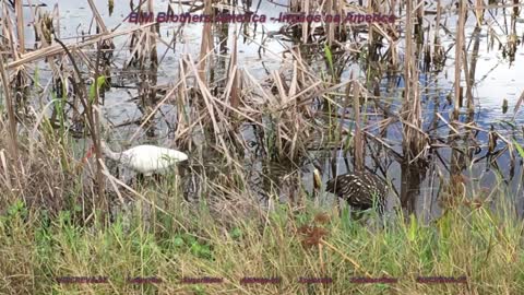 Viera Wetlands + Ritch Grissom Memorial Park + MELBOURNE + FLORIDA + ESTADOS UNIDOS - Part 4/8