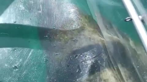 Amazing kayaking ride alongside a manatee