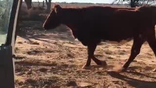 Cow Kiki Challenge