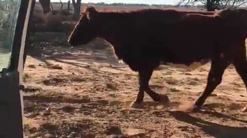 Cow Kiki Challenge