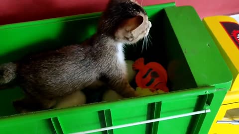 There's just something going on with this sweet, funny cat riding a swerving truck