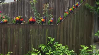 Huge Flock of Rainbow Lorikeets Act as Alarm Clock