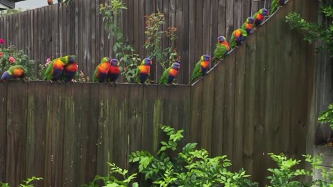 Huge Flock of Rainbow Lorikeets Act as Alarm Clock