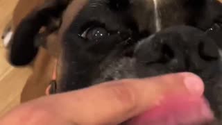 Titus going CRAZY over frosting #viral #shortsviral #dog #shorts #shortsviral #short #funny #happy