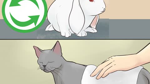 How to raise a cat and rabbit together