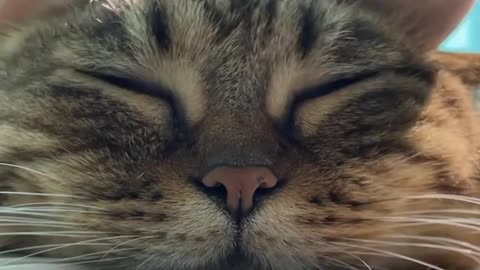 Cat Sleeping mood