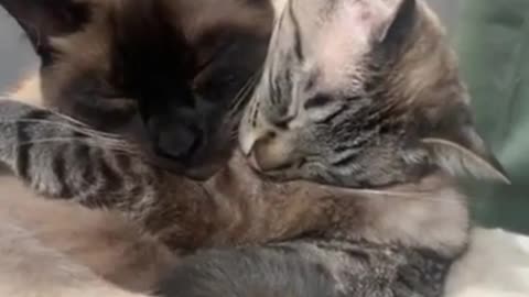 Sweet pets moments video compilation