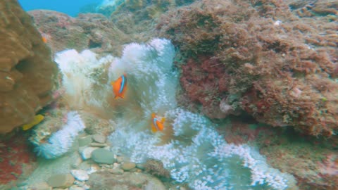 Underwater Swimming World at beauty