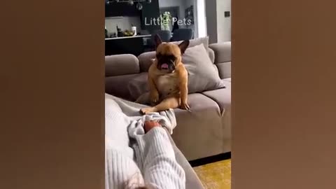 Funnest Tricks with pets 😂😂🤣