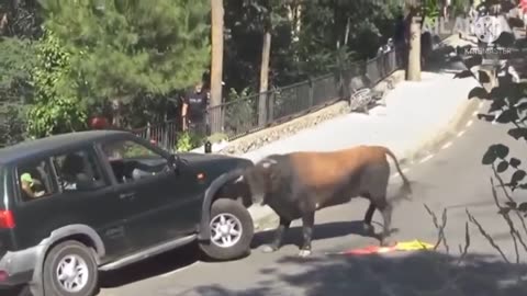 Angry Bull