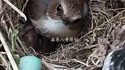 Cuckoo pushing eggs_