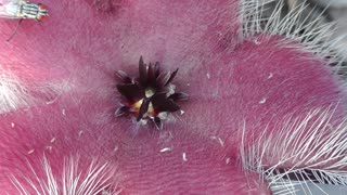 Stapelia flower