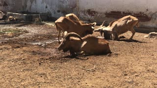 Barbary Sheep Taking Sand Bath