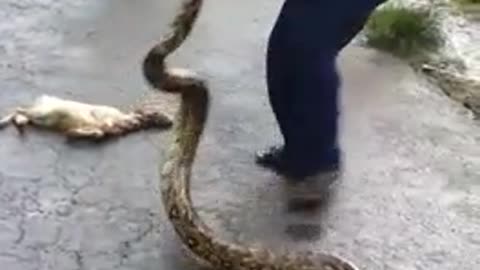 Massive python swallow 2 goats