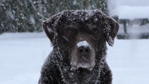 Is My puppy enjoying the snow or is He just hungry...