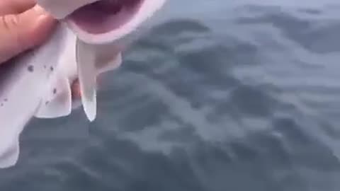 Smiling Fish - Funny Video