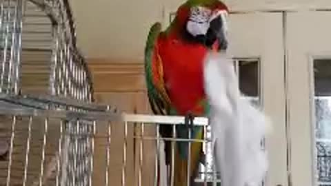 Hygienic Parrot Uses A Towel To Clean Its Beak
