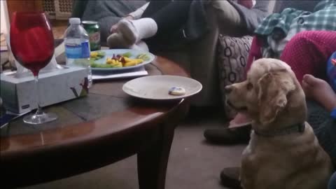 Totally obedient dog refuses to give in (ends up getting a cookie!)