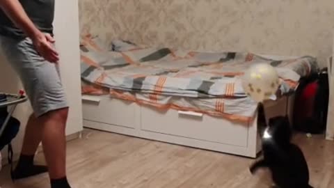 Kitten & owner adorably play catch with a balloon