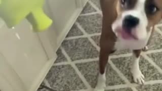 funny dog,viral,beautiful ,