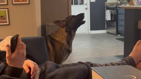 German Shepherd Dogs Show Off Their Unique Howls