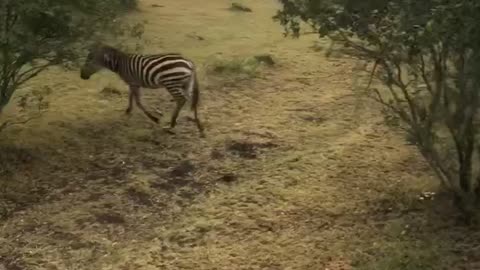 Zebras, Zebras