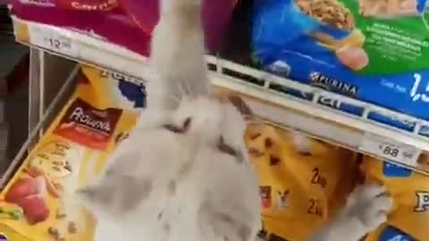 Gato supermercado