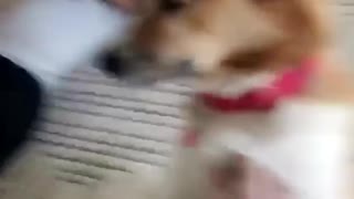 Dog hits womans face