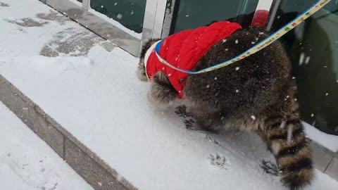 On the way to Raccoon's house on a snowy day