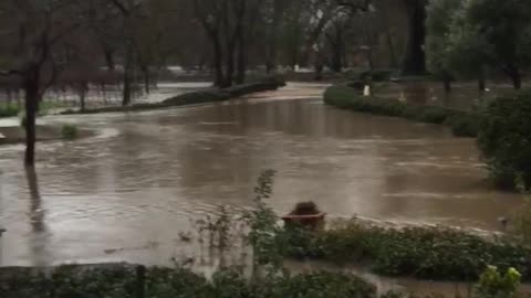 Napa (Oakville) Flooding 3