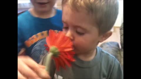 Little Boy Loves Flowers But Is Scared Of Flower Petals