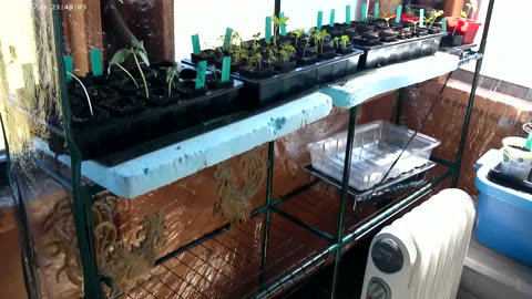 Greenhouse seedling update March 2, 2024