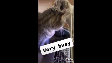 Cats using their own computers (TikTok construction) 2021