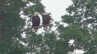 86 Toussaint Wildlife - Oak Harbor Ohio - Discussing Plans For The 4th